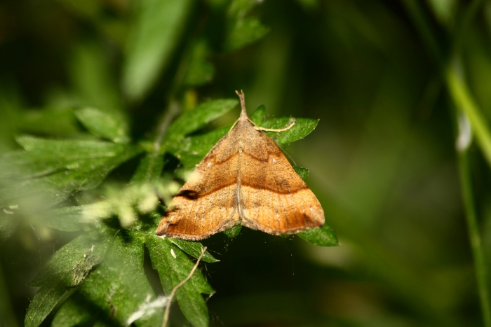 Eteroceri Parco del Ticino